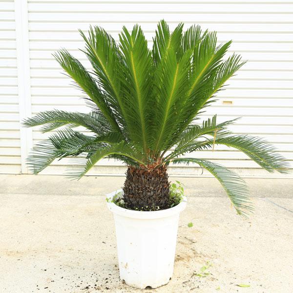 特選庭木・植木 ソテツ：蘇鉄*10号 全高100cm 現品限り 大型佐川急便