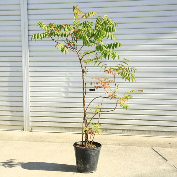 庭木・植木・珍品：櫨の木（はぜ）ハゼ ハゼの木 特大株*樹高：約120