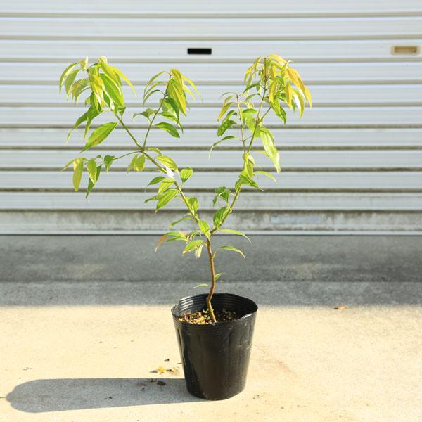 庭木・植木・観葉：セイロンニッケイ（シナモン）*シナモンの木 錫蘭