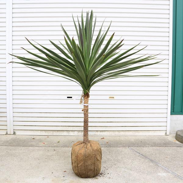 コルジリネ チョコミント《H＝約75㎝ 8号》180 コルジリネ チョコミント《