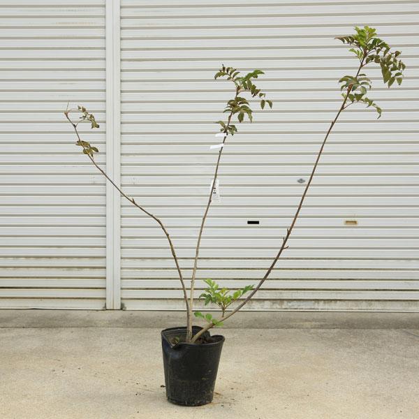 庭木・植木：ナナカマド（ななかまど）七竈 特大株 現品限り！*樹高