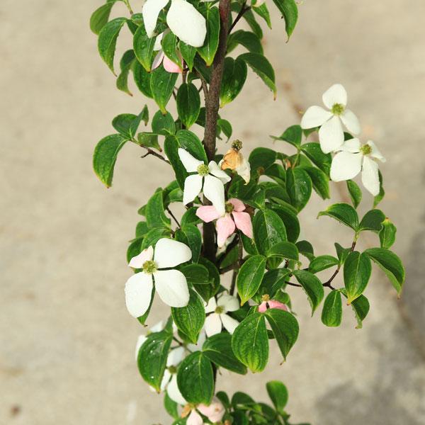 庭木・植木：源平ヤマボウシ（源平やまぼうし）*樹高：約130cm 佐川