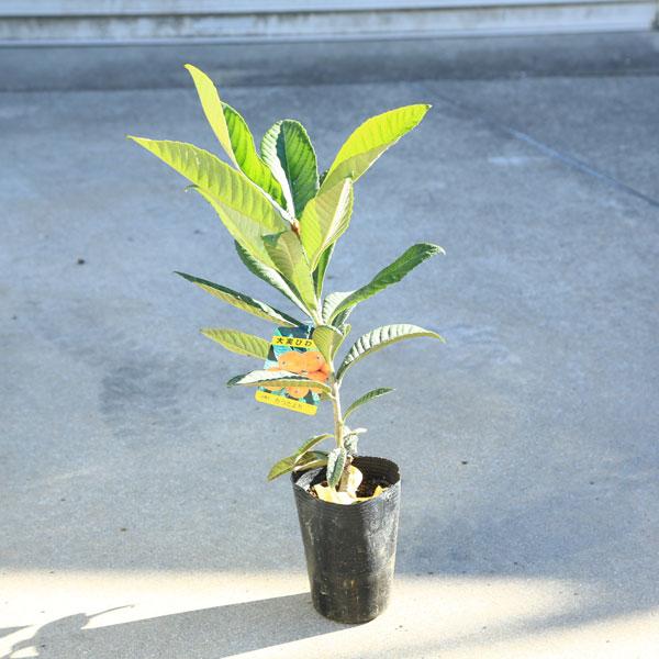 庭木・植木：庭木：ビワ（枇杷）なつたより*なつだより 大実びわ 大実