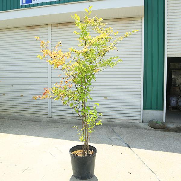 希少庭木・植木：ナツハゼ（なつはぜ）* 現品限り！ 樹高：約