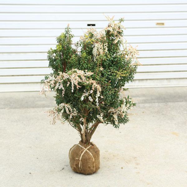 庭木・植木：八房馬酔木（やつふさあせび）*アセビ 白花 玉造り