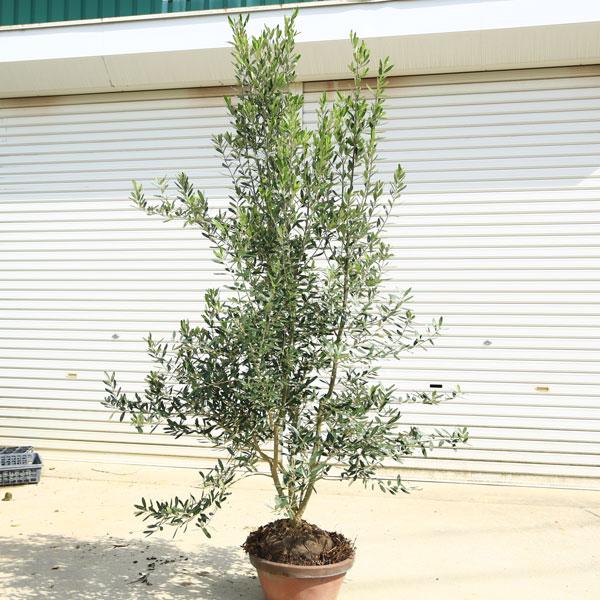 特選庭木・植木：オリーブ（シプレッシーノ）*樹高150cm 現品限り