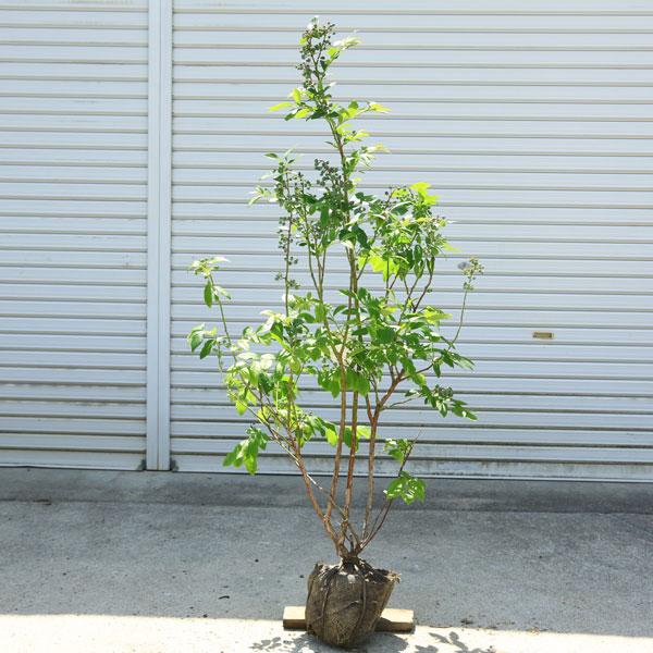 ブルーベリー 果樹 特大株 特選庭木・果樹 苗木：ブルーベリー（ノーザンハイブッシュ系