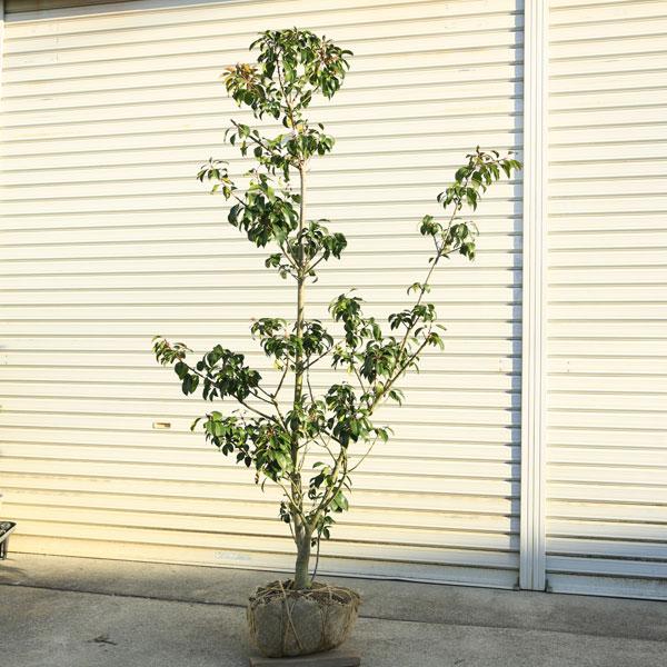 庭木：ソヨゴ/そよご（雌株）単木 現品商品 * 樹高：約160cm 全高