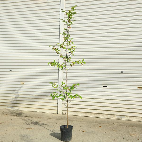 庭木 植木：ピンクシャラ（桃花夏椿）* ピンクシャラの木 樹高160cm