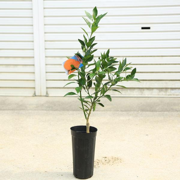 しらぬひ 庭木・植木・果樹：不知火みかん*5号 しらぬいみかん デコポン