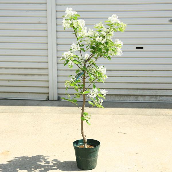 庭木・植木：アメリカヒトツバタコ（なんじゃもんじゃの木）ナンジャ