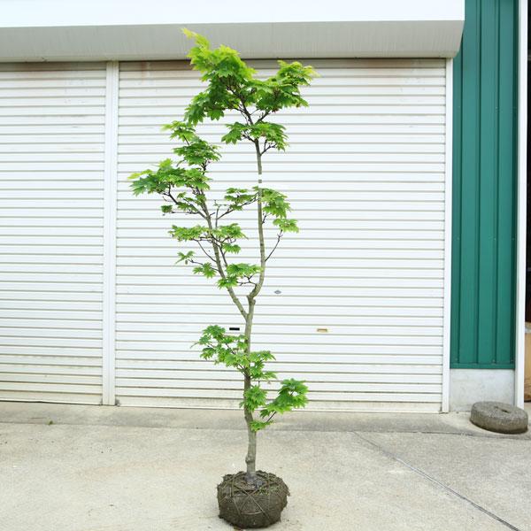 特撰庭木・植木：イタヤもみじ（青板屋モミジ）イタヤカエデ 紅葉 現品