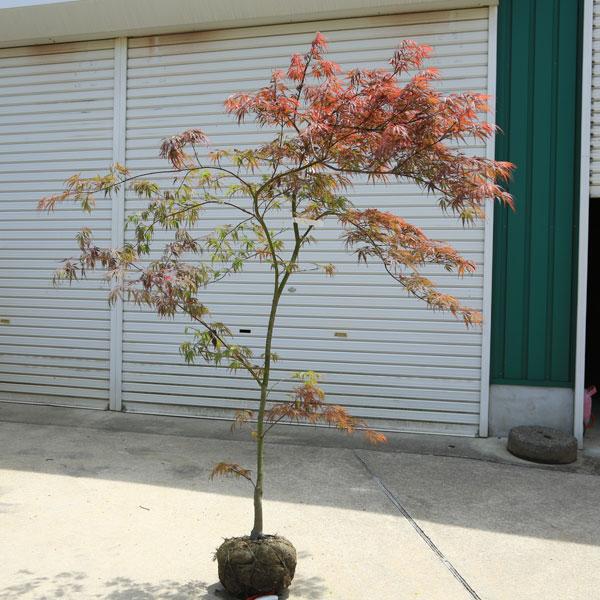 紅シダレモミジ 特撰庭木・植木：紅しだれもみじ（野村しだれもみじ）赤しだれもみじ