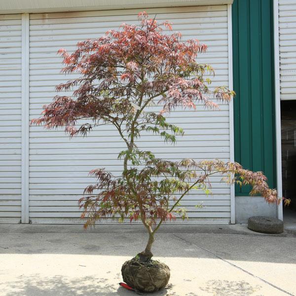 特撰庭木・植木：紅しだれもみじ（野村しだれもみじ）赤しだれもみじ