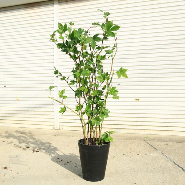 特大庭木・植木・果樹 鉢植え：きいちご（キイチゴ）硬質プラ鉢植え