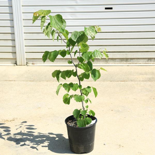 庭木・植木：アメリカハナズオウ（フローティングクラウド）はなずおう