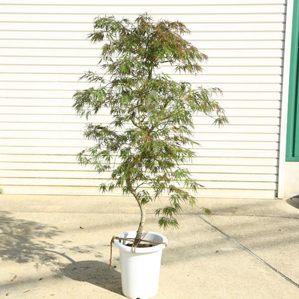 送料無料 庭木・植木：青しだれもみじ（青枝垂れ）* そのまま置ける大