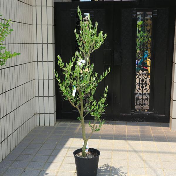 超逸品。仕立てオリーブ ルッカ1.3M(鉢底から)品番F 超逸品。仕立てオリーブ ルッカ1.3M(鉢底から)品番F 【公式通販】