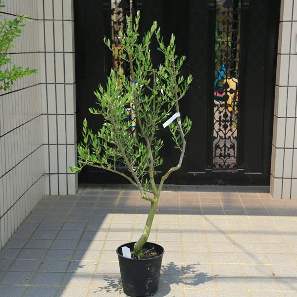 特選庭木・植木：オリーブ（ルッカ）太幹 安心のポット植え *全高