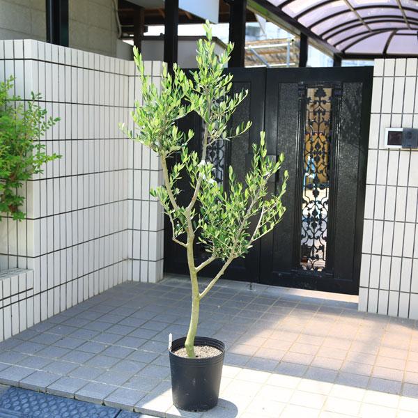 超逸品。仕立てオリーブ ルッカ1.3M(鉢底から)品番F 超逸品。仕立てオリーブ ルッカ1.3M(鉢底から)品番F 【公式通販】
