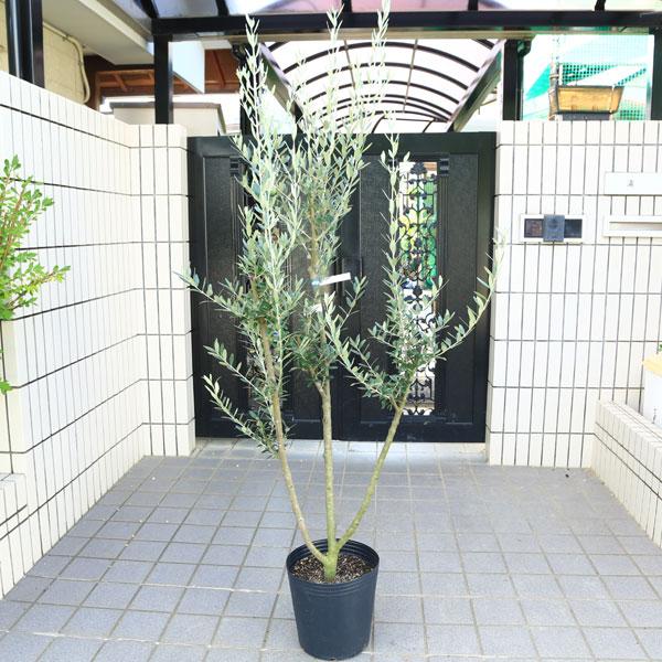 特選庭木・植木：オリーブ（モライオーロ）*太幹 安心の9号ポット植え