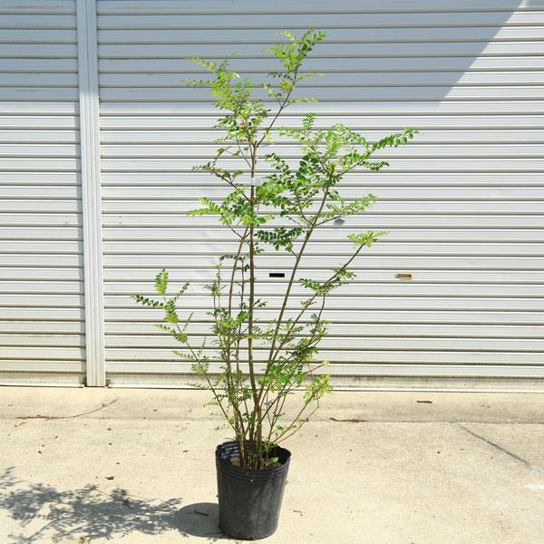 庭木：シマトネリコ*（株立ち）自然な立ち姿！ 現品一点限り！ 樹高