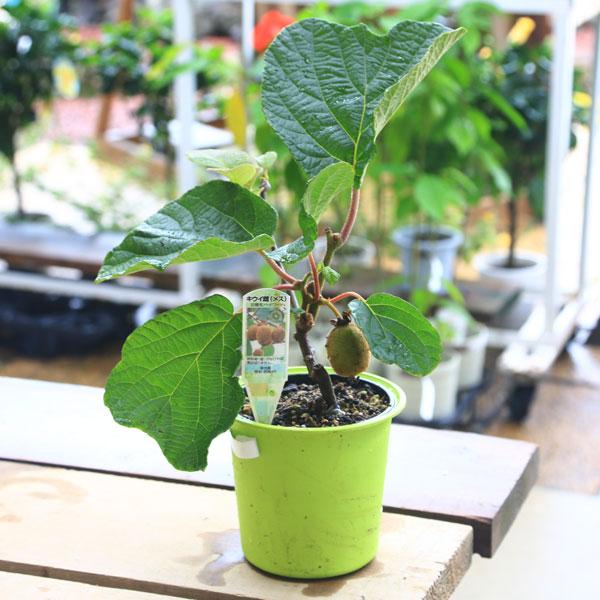 庭木・植木・苗：キウイの苗 メス木*お選びください。（ヘイワードor