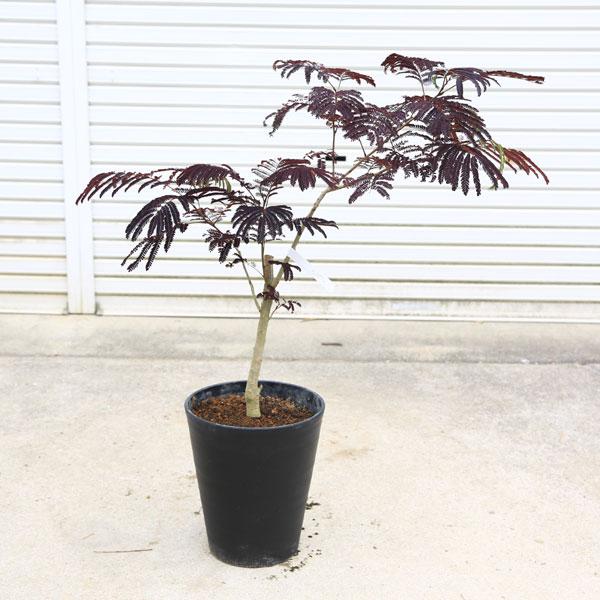 庭木・植木：ネムノキ（サマーチョコレート) 現品限り* 硬質プラ鉢植え