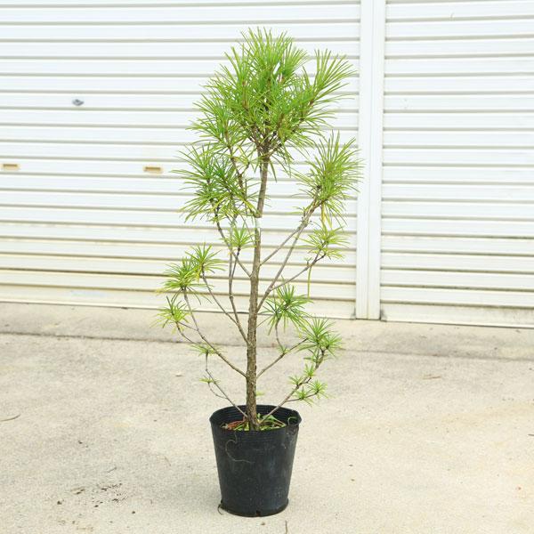 庭木：コウヤマキ（こうやまき）高野槇* 樹高：約80cm 全高：約