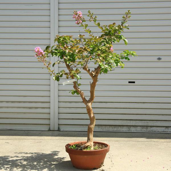 庭木・植木・シンボルツリー：サルスベリ（百日紅）太幹 桃花系 現品