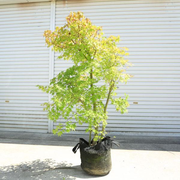 現品限り 庭木 植木：イロハもみじ（いろはもみじ）イロハもみじ