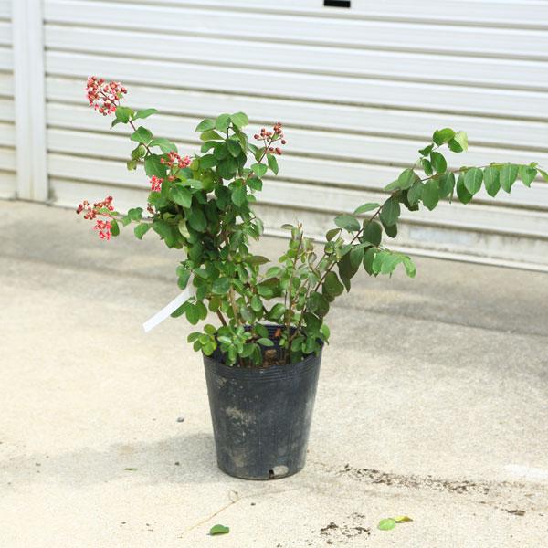 庭木・植木・シンボルツリー：サルスベリ（百日紅） 夏祭り（紅白