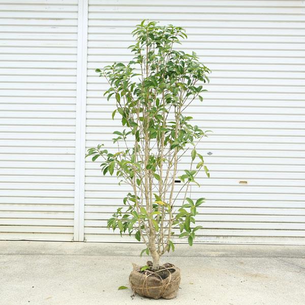 金木犀　大株 現品庭木：金木犀（キンモクセイ）現品限り！* 樹高：約150cm