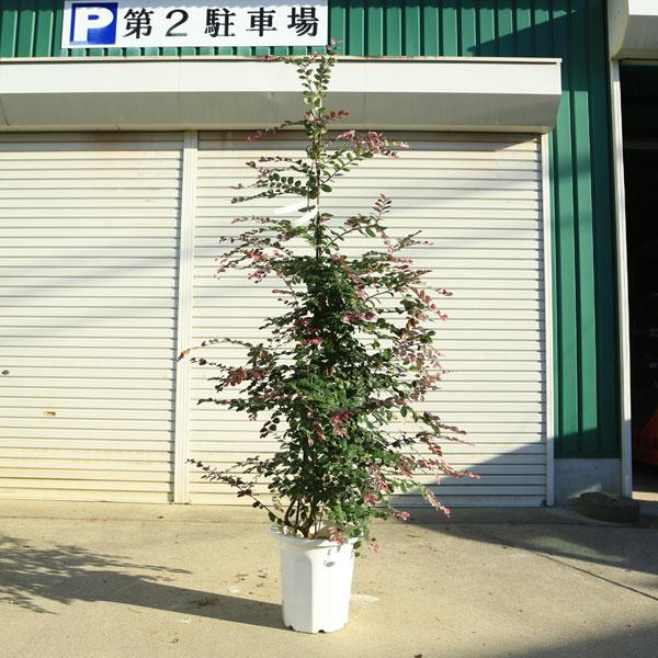 現品庭木・植木・シンボルツリー:トキワマンサク 七彩(しち 現品庭木・植木・シンボルツリー:トキワマンサク 七彩(しち
