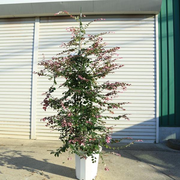 現品庭木・植木・シンボルツリー：トキワマンサク 七彩（しち