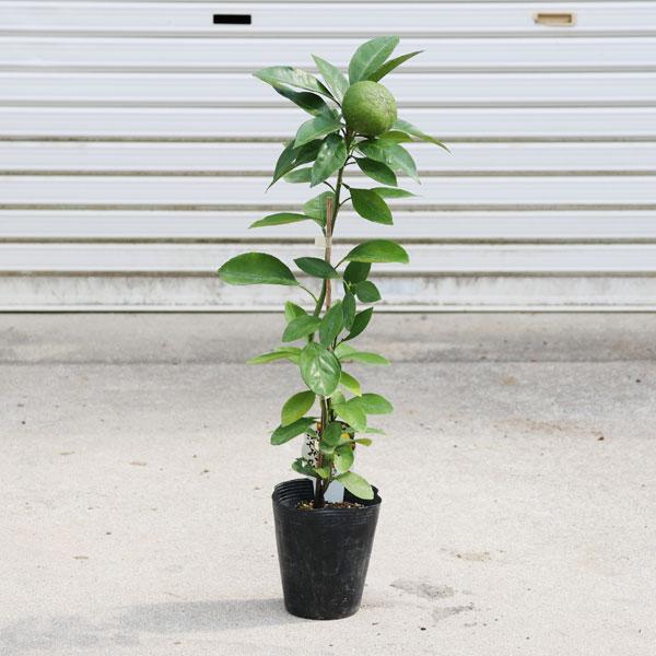 庭木 植木 果樹：温州みかん（うんしゅう）* 蜜柑 苗 4号 : 遊恵盆栽
