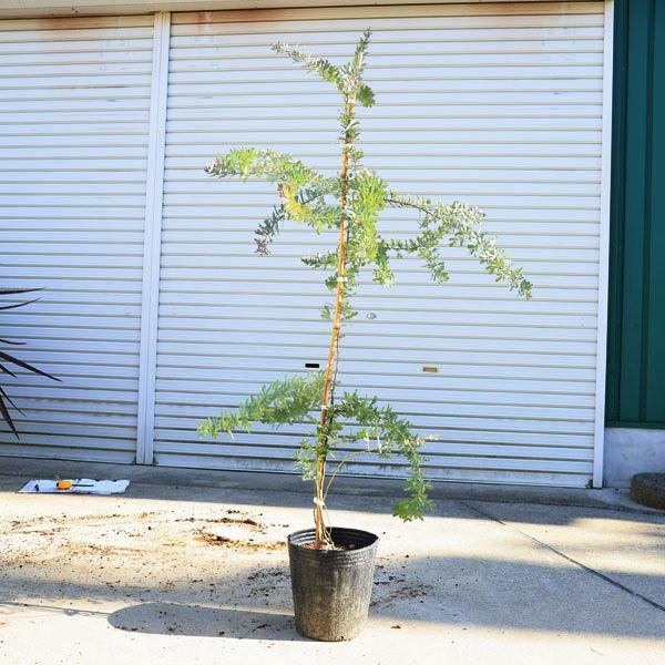 庭木：銀葉アカシア(ミモザ)*プルプレア ポット ギンヨウアカシア 佐川