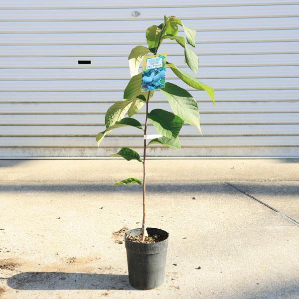 庭木・植木・果樹：ポポー*（ポポーノキ）接木苗 5号（ご希望の品種を
