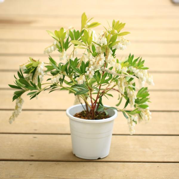 アセビ　白花　/ 74 庭木・植木・苗：アセビ（スカーレット・オハラ）大輪白花あせび