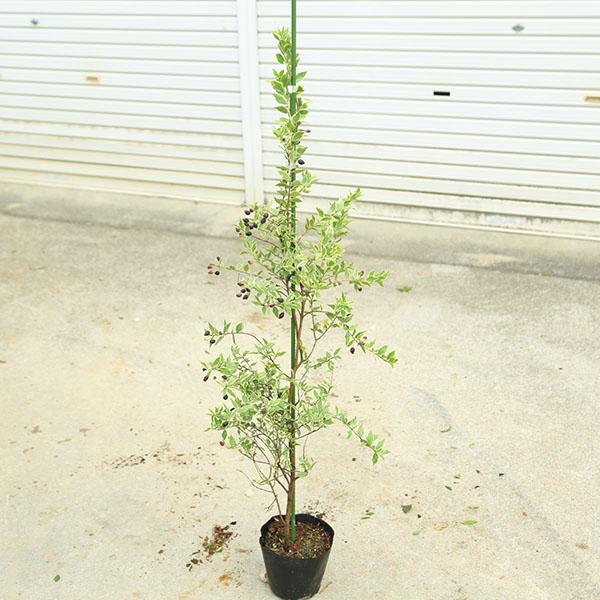 庭木：斑入り銀梅花（ギンバイカ） マートル/ミルタス 樹高100cm