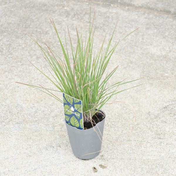 樹種：メリニス　サバンナ＊数量ものの為、写真と形状が異なる場合がございます。＊季節により状態は異なります。ポットの材質などは予告なく変更される場合がございます。サイズ鉢径：約9ｃｍ　草丈：10-60ｃｍ