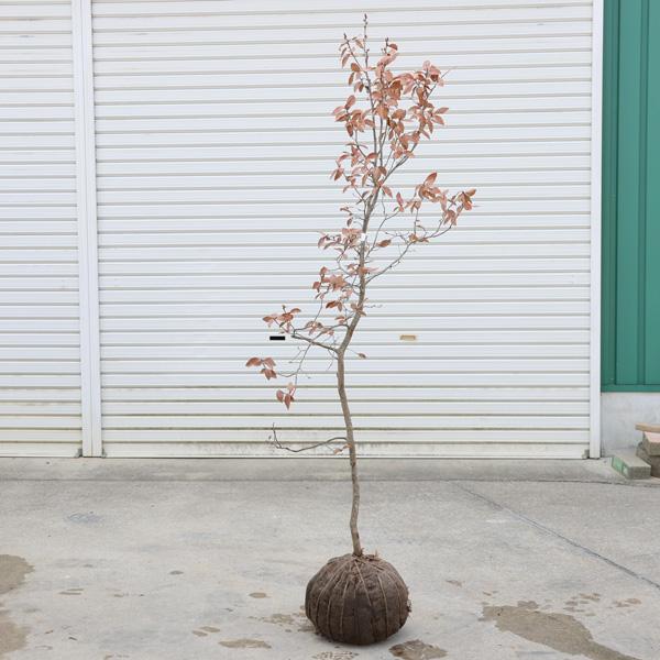 庭木 植木 ：ヤマコウバシ（山香ばし）やまこうばし 現品限り* 単木