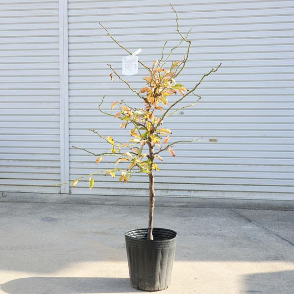 送料無料 庭木：雲竜梅（うんりゅうばい）（白梅）* 樹高：約110cm