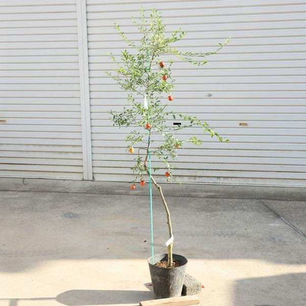 庭木 植木 果樹 苗木：フィンガーライム（キャビアライム