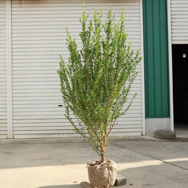 特撰庭木 植木:ギンバイカ *マートル 銀梅花 樹高約150cm 根 特撰庭木 植木:ギンバイカ *マートル 銀梅花 樹高約150cm 根