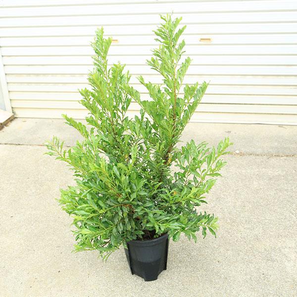 庭木 植木：斑入りヒサカキ（ブルームーン）7号大株*ひさかき : 遊恵