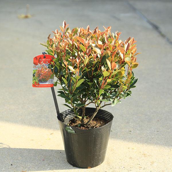 庭木 植木：矮性ベニカナメモチ（チコ）リトルレッドロビン5号 *紅