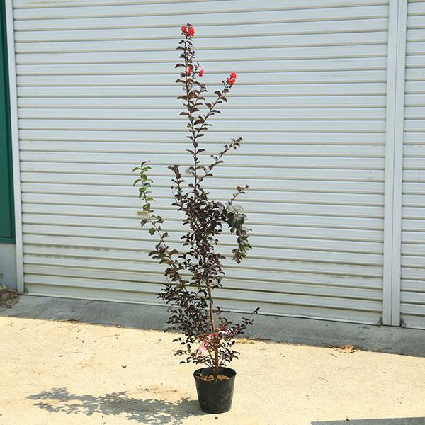 さるすべり（百日紅）ブラックパールホワイトブラックパールシリーズは黒い光沢のある葉が特徴です。サルスベリの中でも異彩を放つ新品種です。撮影日：8月＊数量物商品となりますので、写真とは枝振りが多少異なります。＊花後はある程度枝先を剪定してのお...