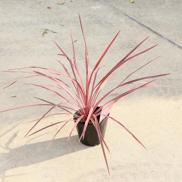 コルジリネ チャーリーボーイ エレクトリックピンク 新品種 希少 人気 楽天市場】希少種 コルジリネ チャーリーボーイ 4号サイズ