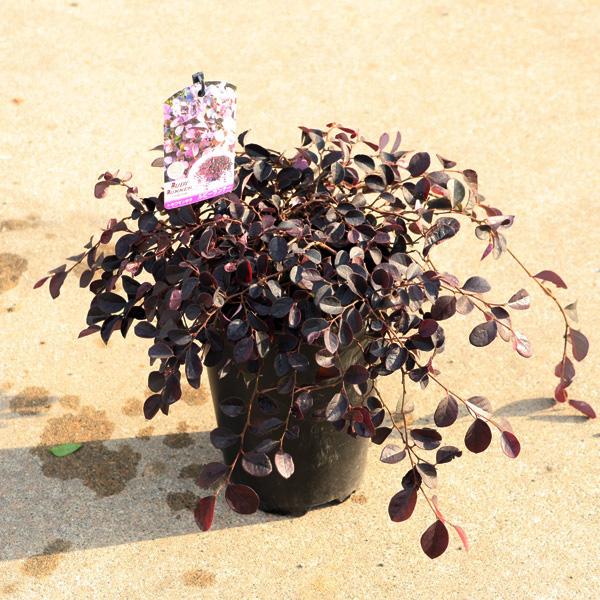 良品。トキワマンサク1.7M(鉢底から)品番B 良品。トキワマンサク1.7M(鉢底から)品番B トキワマンサク